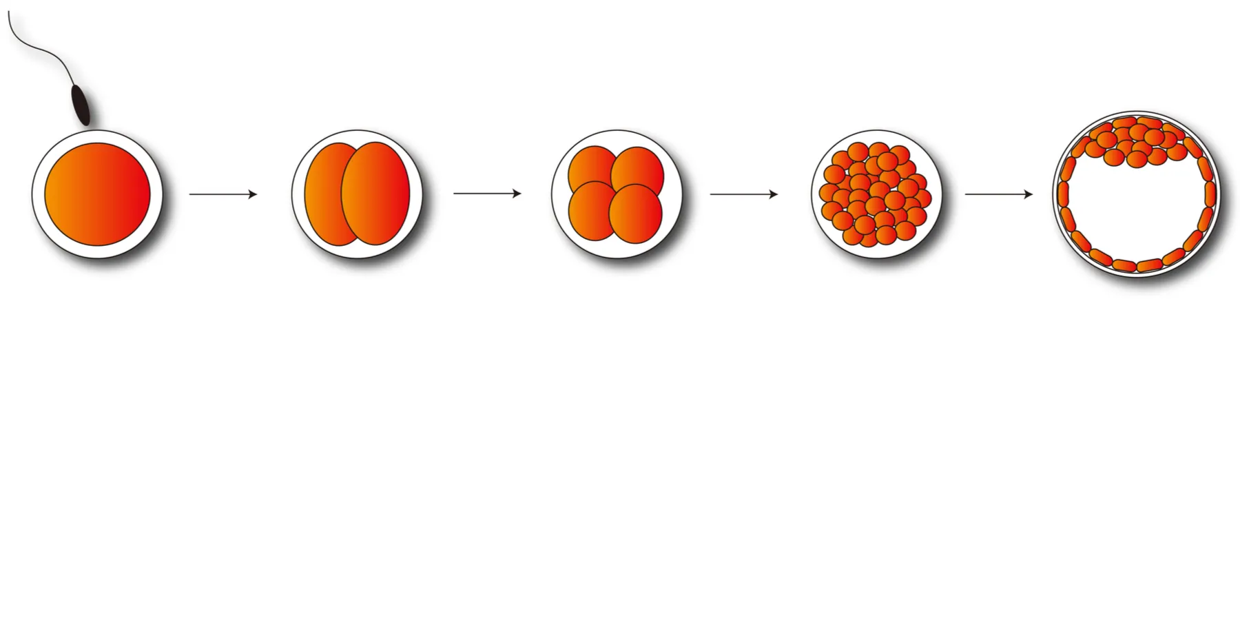 reproduction
