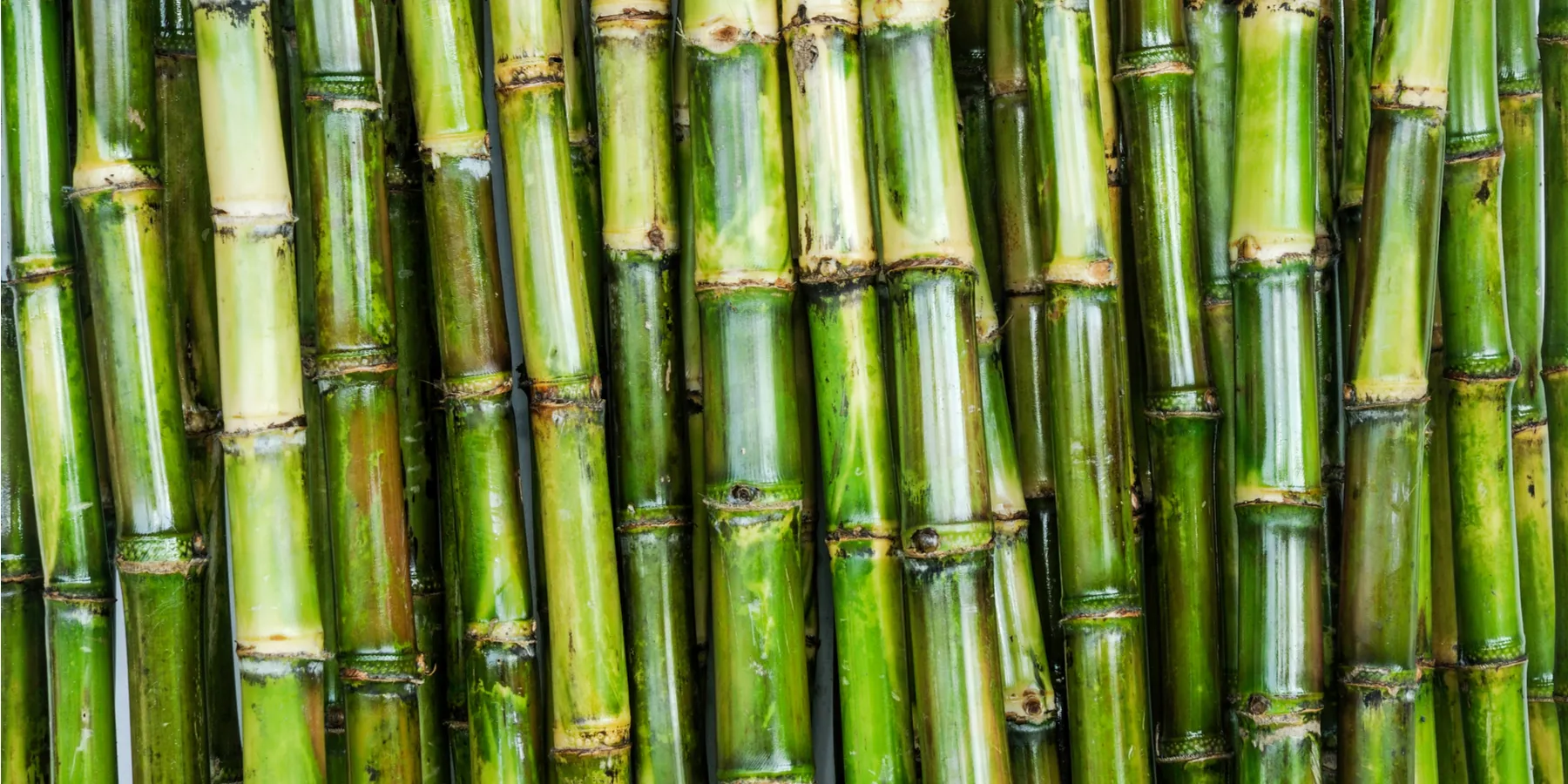 sugar cane