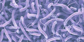 cholera