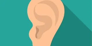 outer ear construction