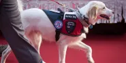 service dog