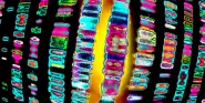 gene sequencing