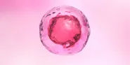 embryonic stem cell